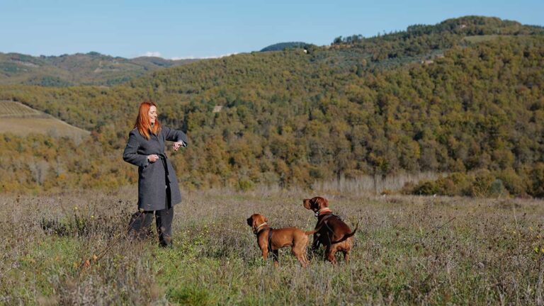 Dogs, Deer & Alpacas